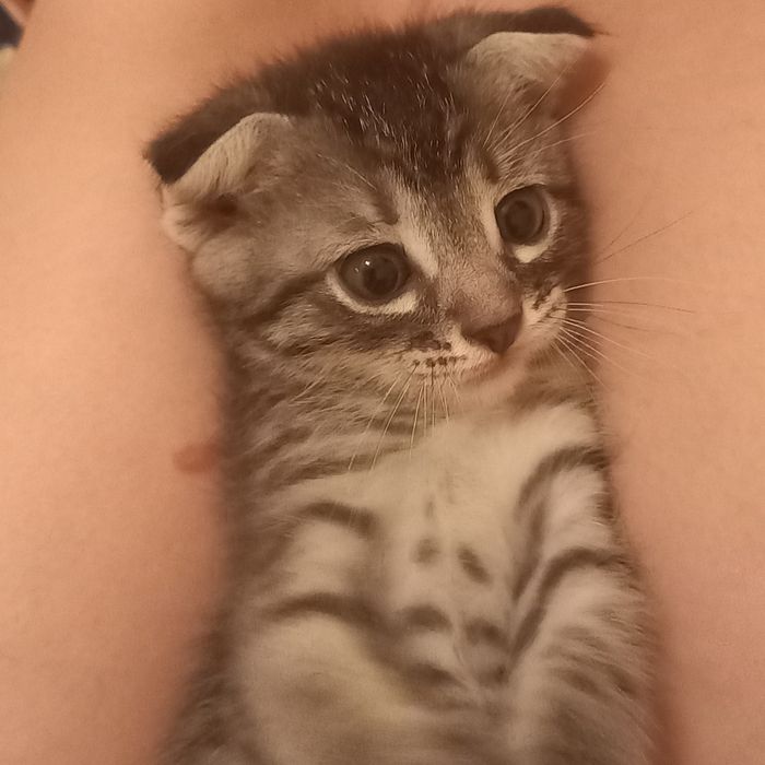 Вислоухие котята мальчик и девочка