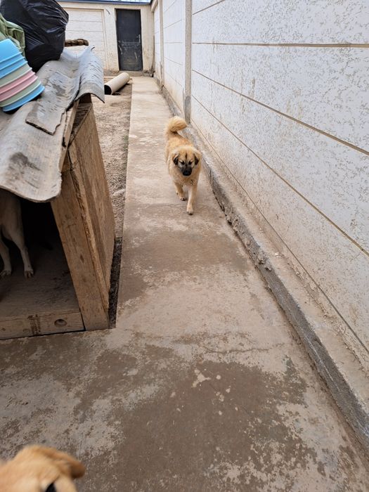 Собаки в хорошие руки