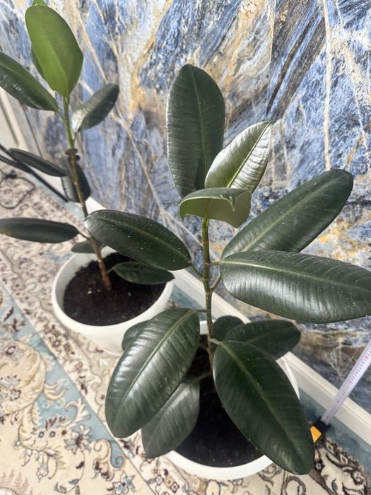 Фикусы два в горшках белых