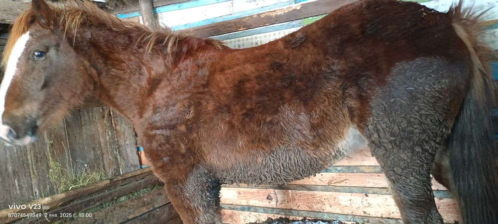 Продам Лошадь , Согым