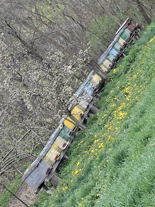 Vând 10 familii de albine