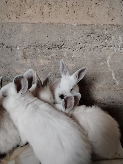 Quyon bolalari sotiladi 40 000