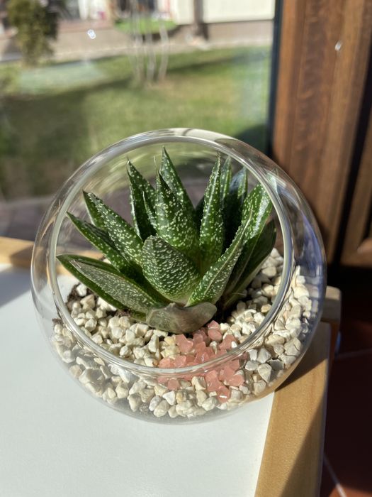 Terarii cu Plante Suculente