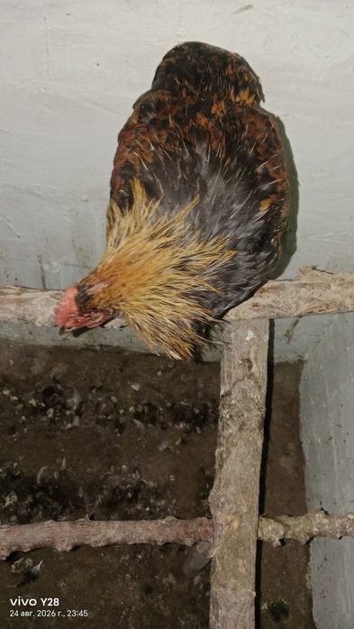 Продам кур и петухов молодняк