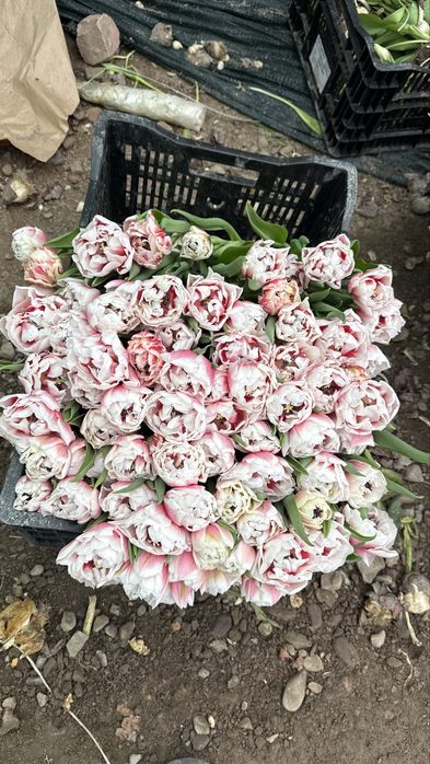 Тюльпан доставка