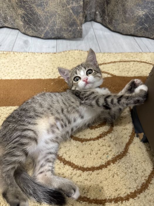 Отдам даром в добрые руки котенка