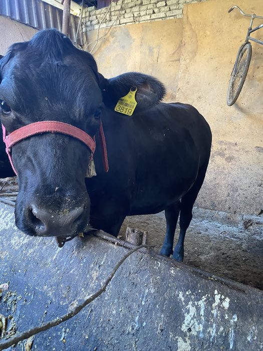Bugoz ġunojin angus