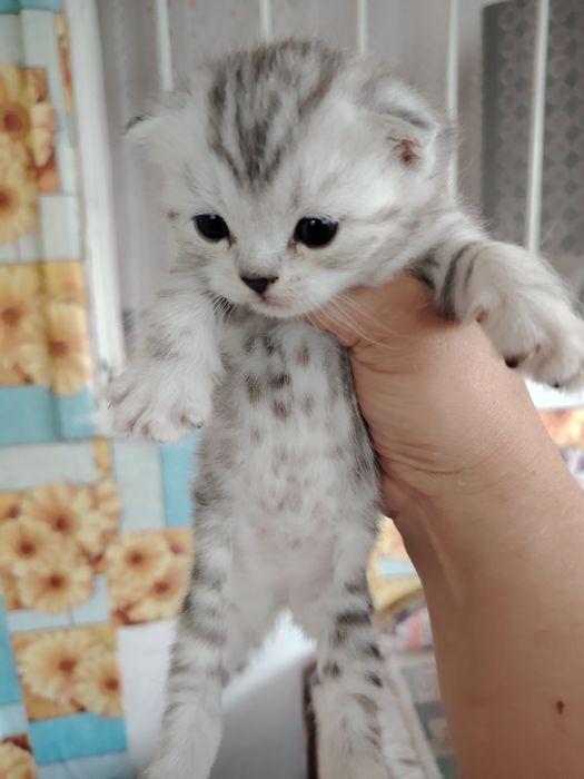 Ласковые котята ищут дом