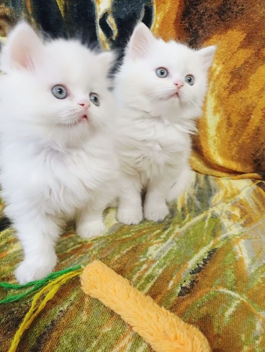 Puiut persan motanel