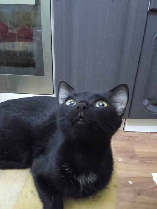 Кошка в добрые руки