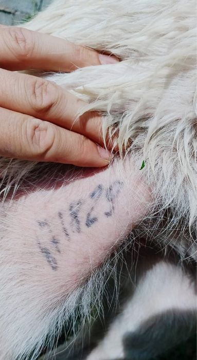 Тобет Алабай