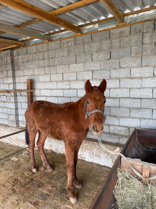 Тай 1 жасқа апрельде толады