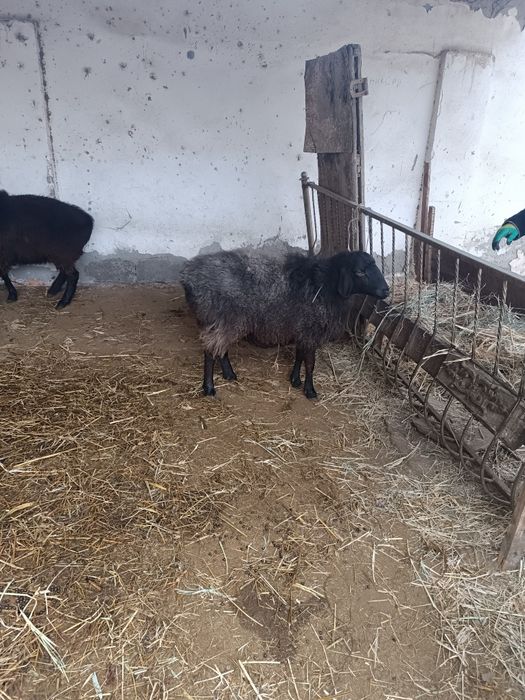 Баран Барра чотилади