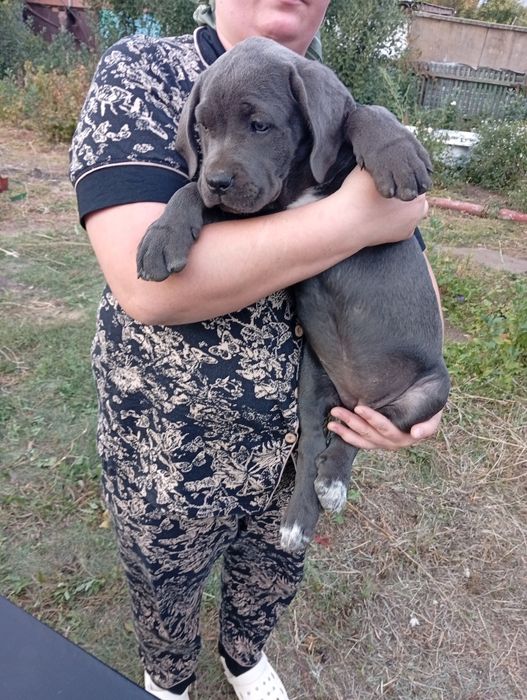 Кане Корсо Italiano mastiff