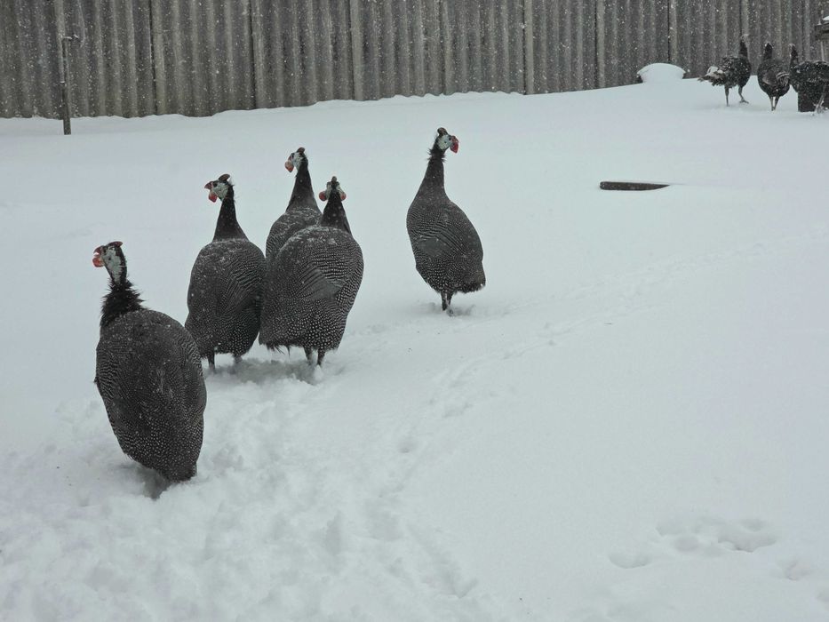 Bibilica și bibiloi de vânzare