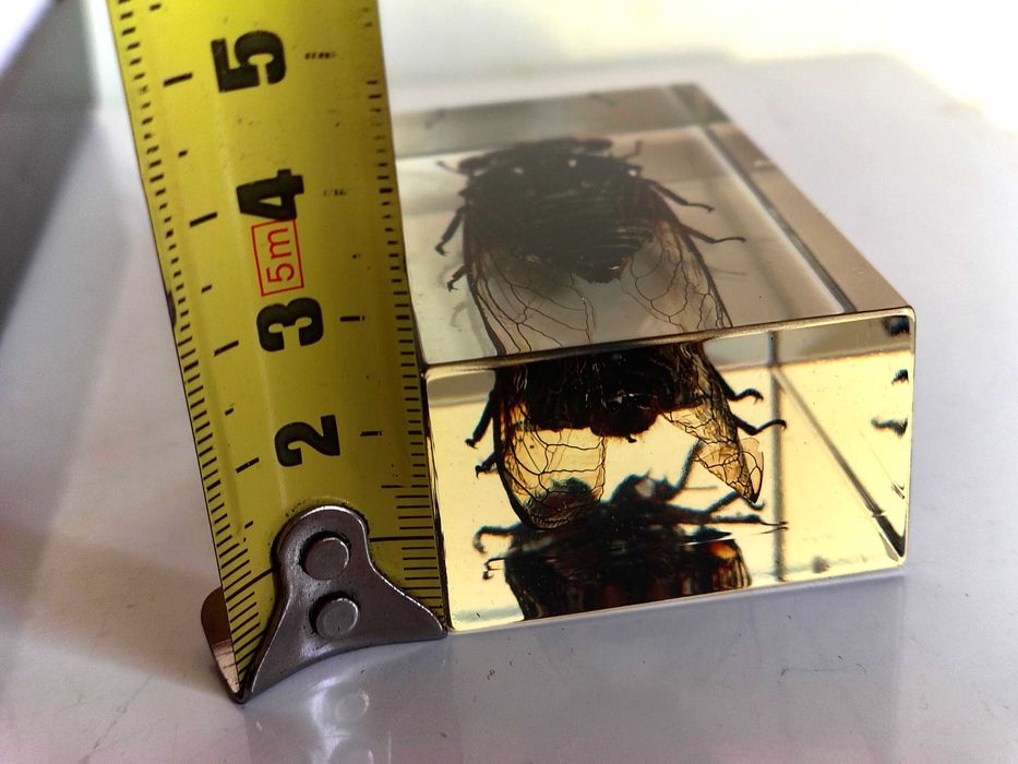 Страхотна Колекция Хербарий От Буболечки,Насекоми