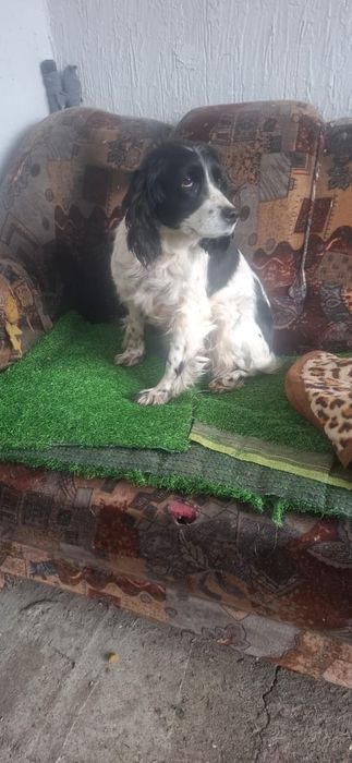 Продам Спаниель 2 года