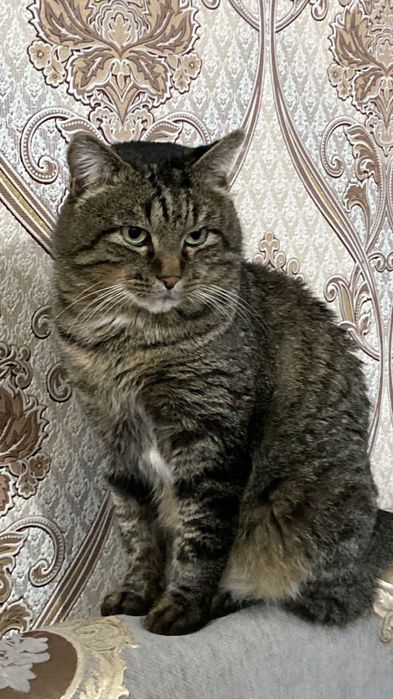 ПОТЕРЯЛСЯ кот, его  ищут