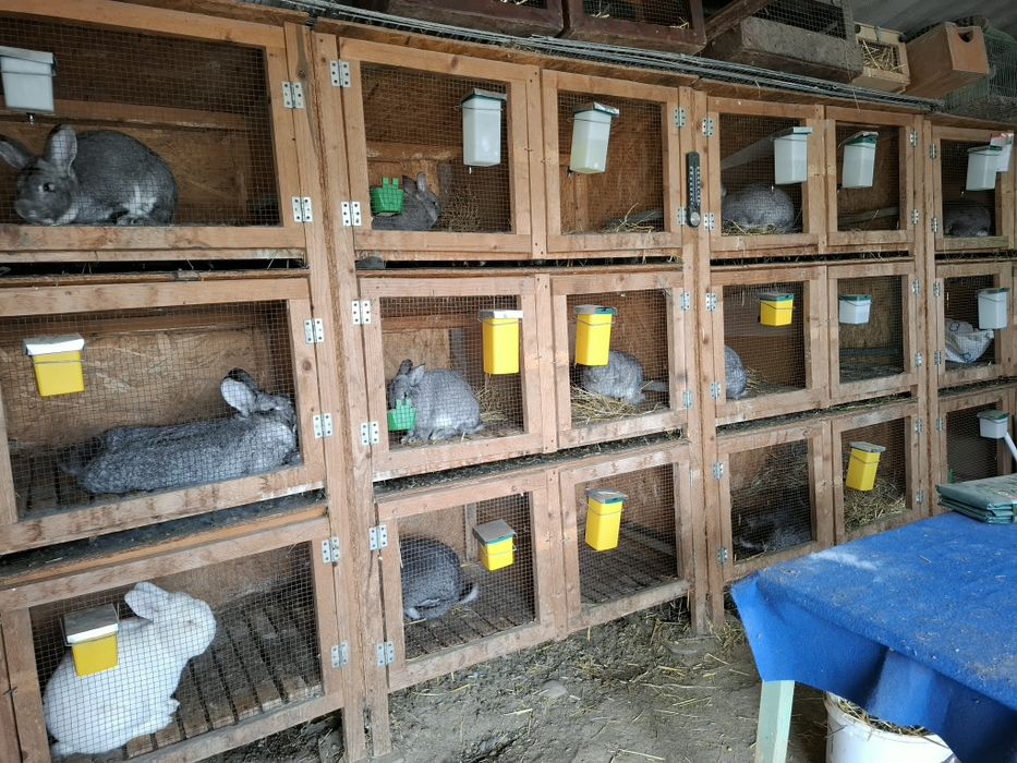 Iepuri de toate vârstele