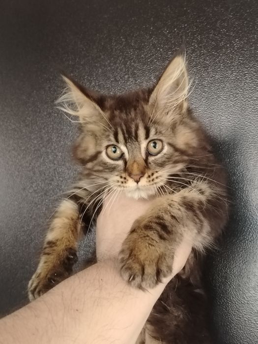 Кошечка мейн-кун