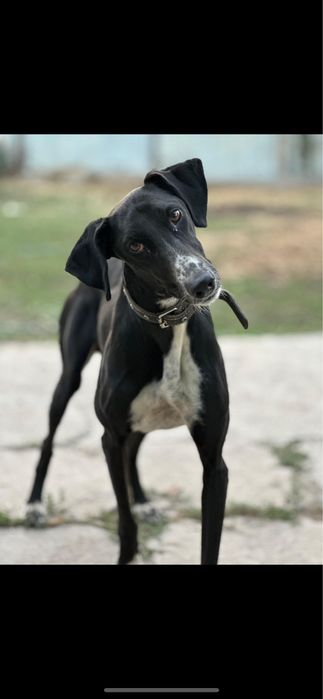 Тазы сатылады агайын