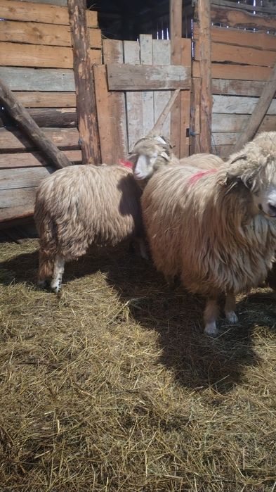 Oi tinere  de vânzare