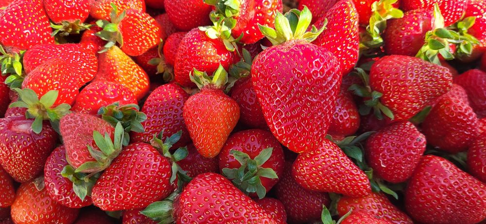 Stoloni capsuni Albion