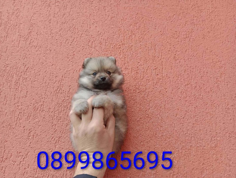 Мъжки Померан !!