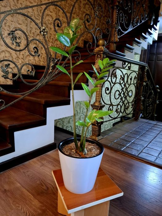 Замиокулькасы продаются