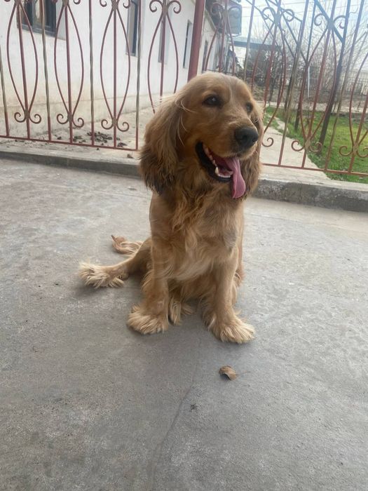 Собака (охотничий)