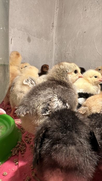 Продам цыплят: суточных, недельных