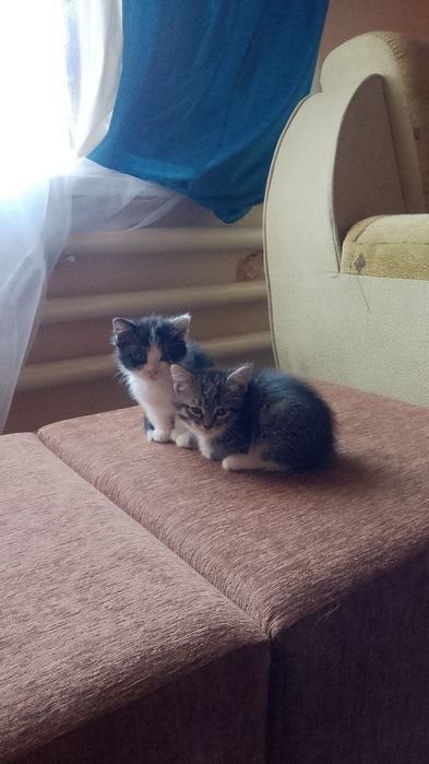Отдам котенка в добрые руки