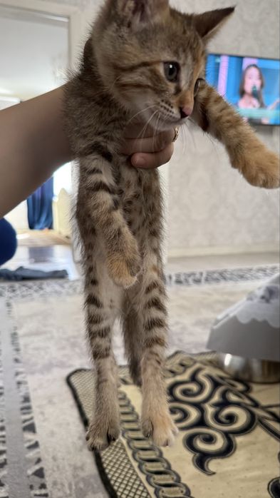 Отдам хороший руки