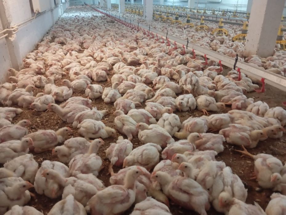 Pui de carne și rasă mixtă