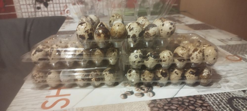 Oua de prepelita disponibile.