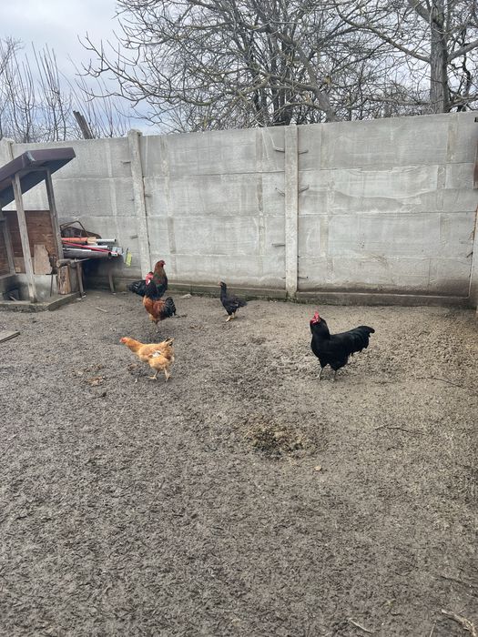 Cocosi -Vorwerk-Brahma