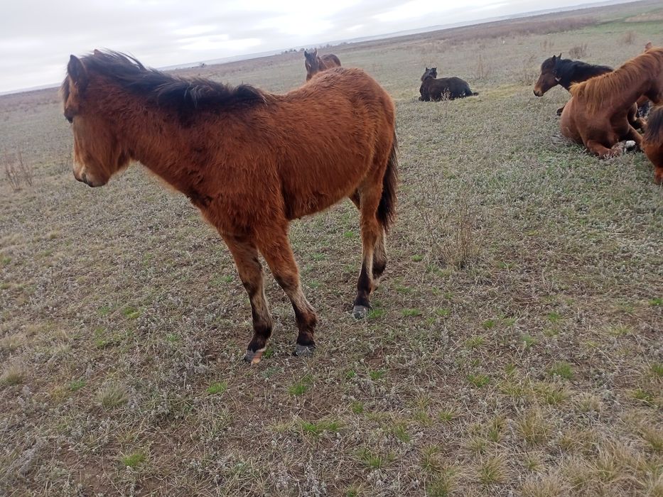 Продам жеребята кабылка.