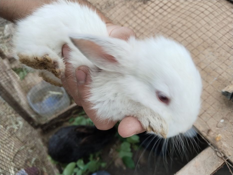Srochna Quyon bolalari sotiladi