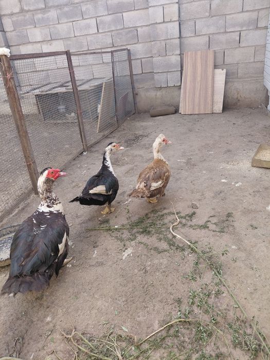 Продам индоуток 2-3х летние