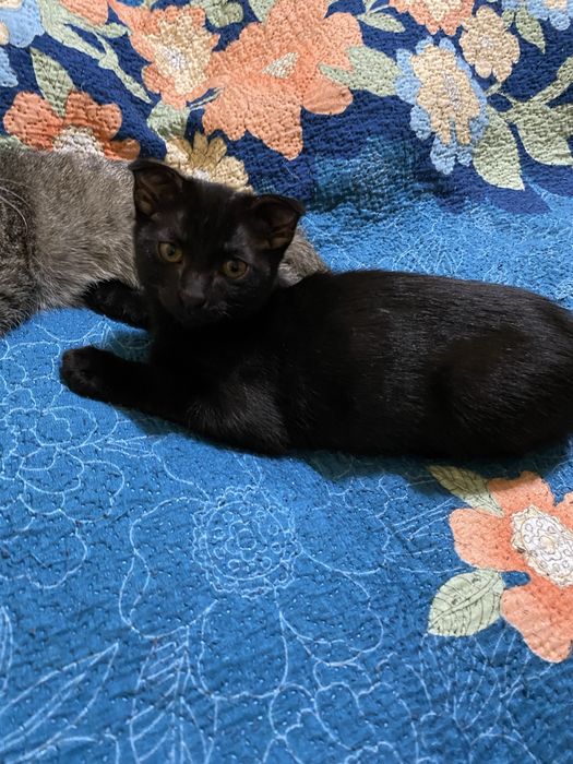 Отдам котят в добрые руки!