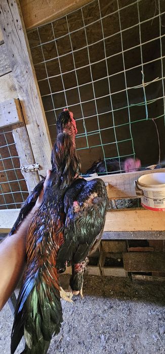 Дакан бойцовая птица