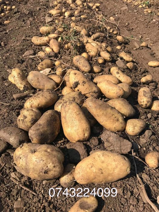 Cartofi consum si samânta