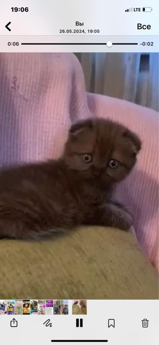 Британские котята