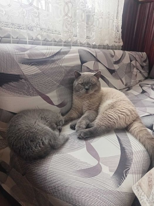 Британка късокосместа