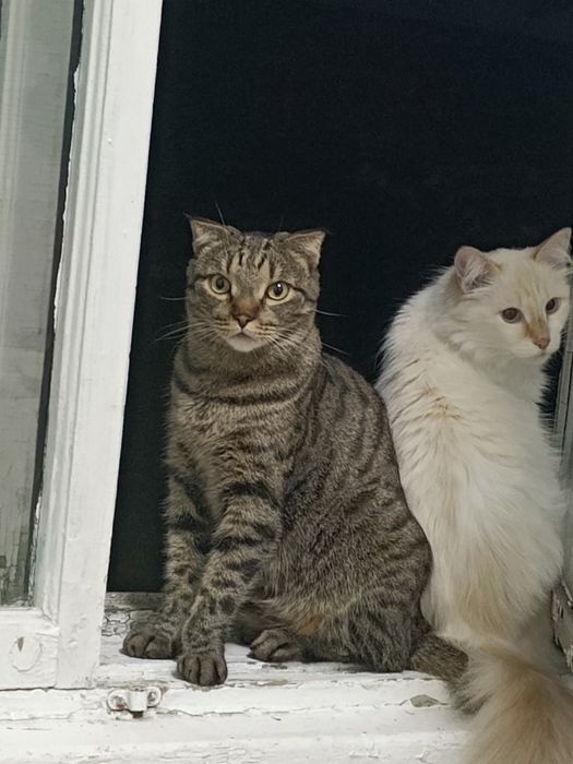 Отдам бесплатно кота