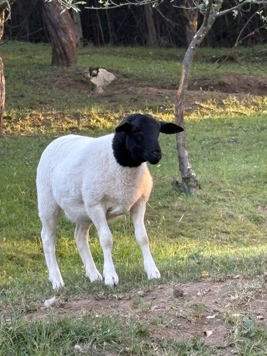 Berbecuti Dorper