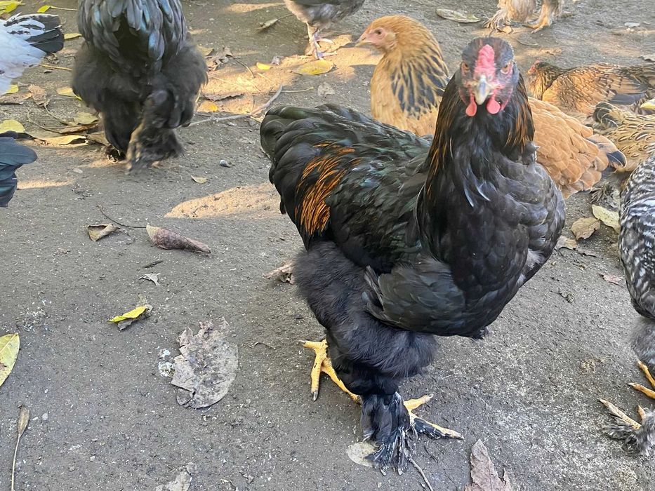 Vand cocosi brahma si de curte metisati