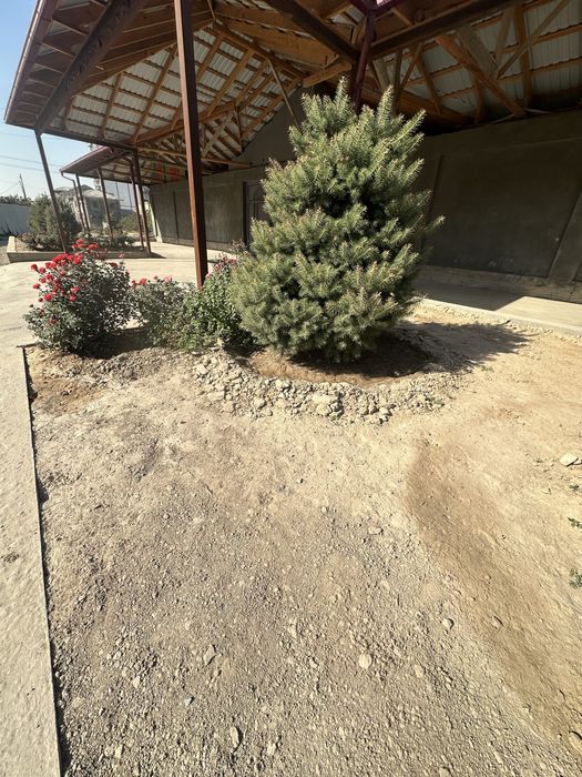 8 та Галубой ел арча Кримский сотилади.