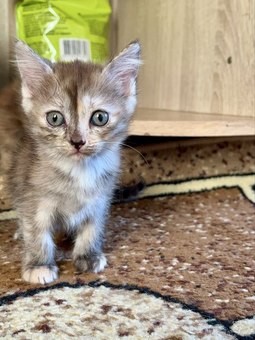 Отдам котят в добрые руки