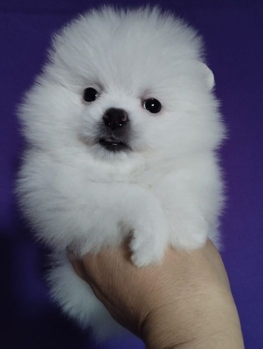 Продам щенков шпица